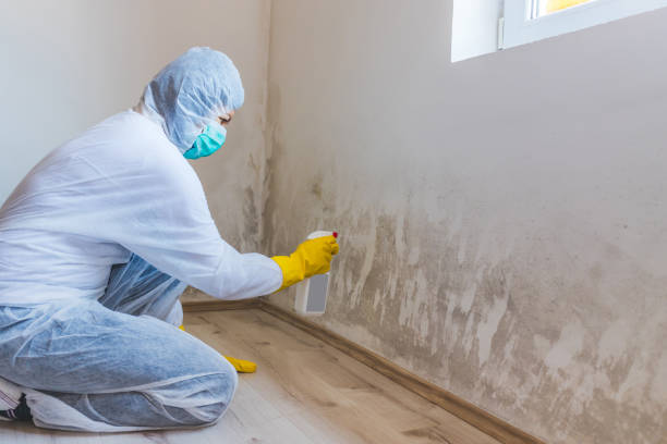 Professional mold removal team in Forest Lake