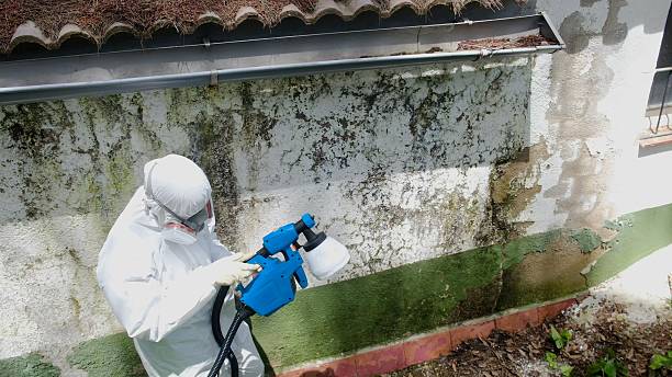 Mold Removal service in Forest Lake